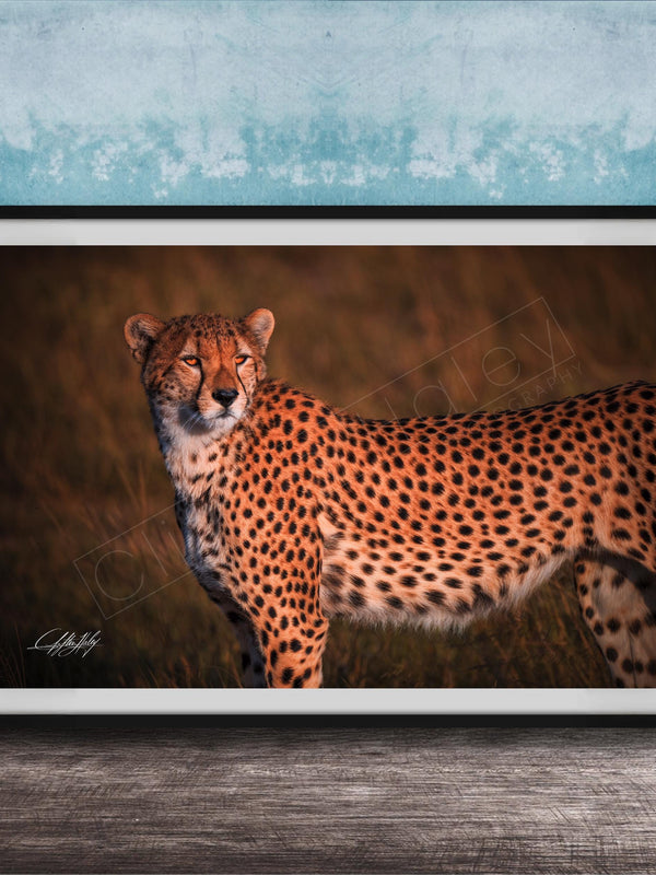 A cheetah standing in a grassy field, its distinctive spotted coat and alert posture captured in a framed photograph.