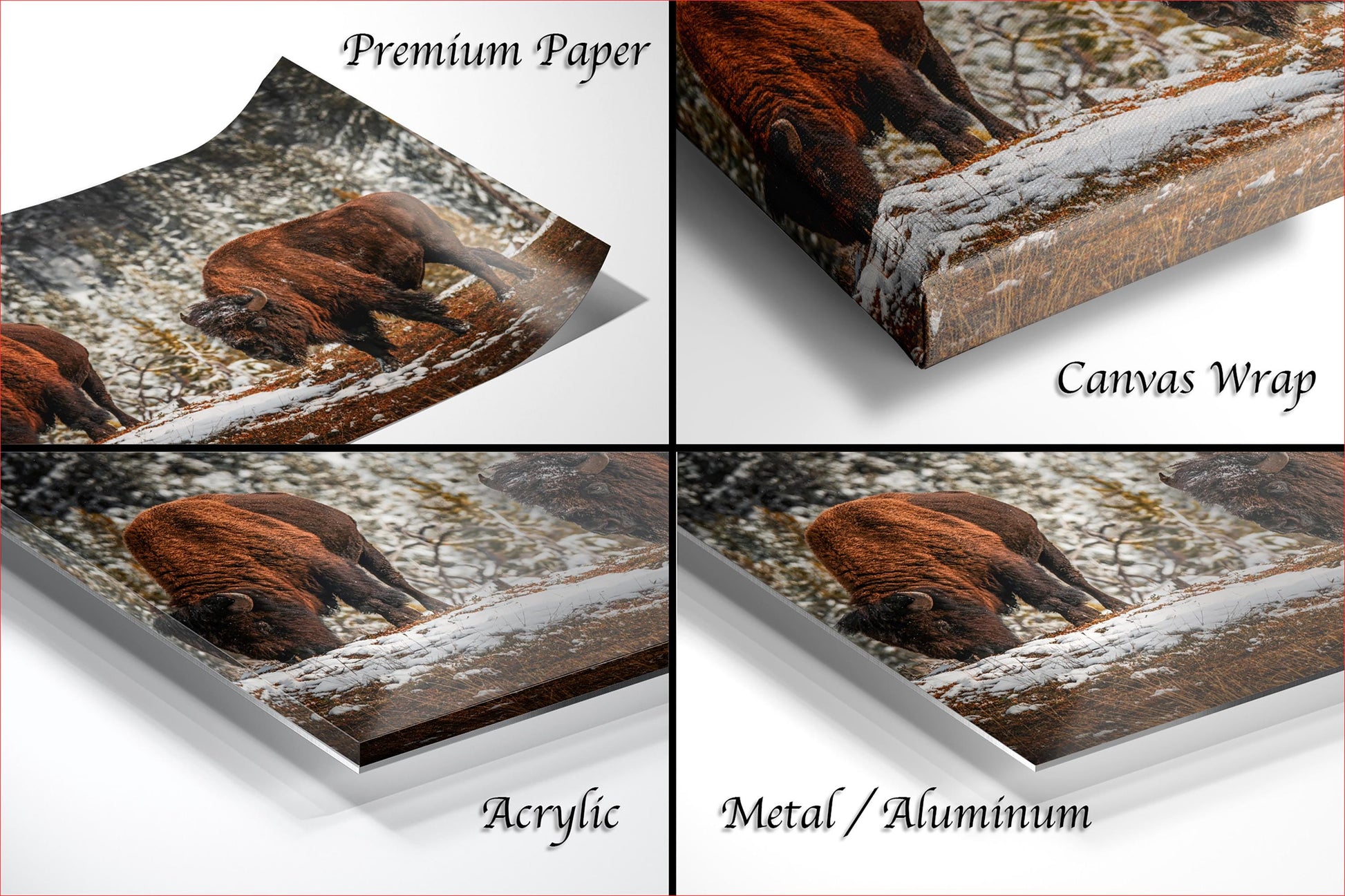 The image is a collage of four photographs depicting a bison in various settings, including a snowy landscape and a wooded area.