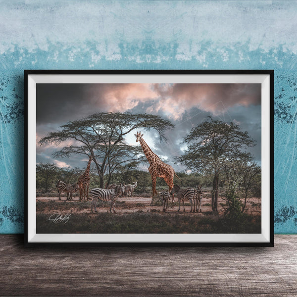 A framed photograph depicting a group of giraffes and zebras in a natural setting, with a cloudy sky in the background.