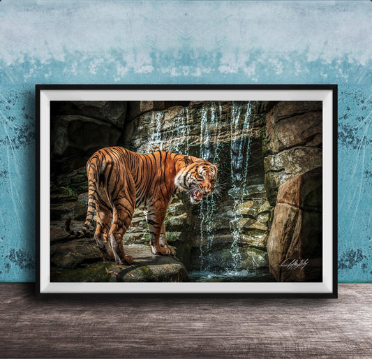 A tiger standing on rocks near a waterfall, with its mouth open and appearing to be growling.