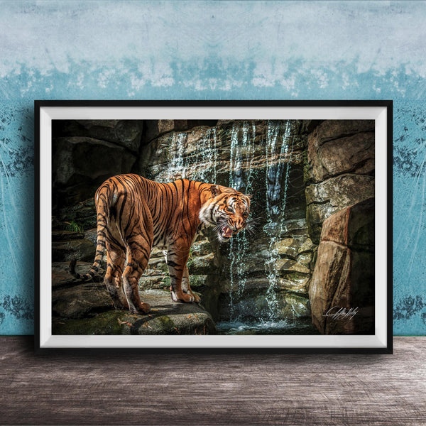 A tiger standing on rocks near a waterfall, with its mouth open and appearing to be growling.