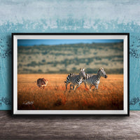 A framed photograph depicting two zebras in a grassy field, with a tiger visible in the background.