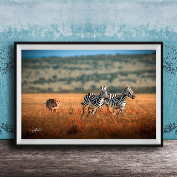 A framed photograph depicting two zebras in a grassy field, with a tiger visible in the background.