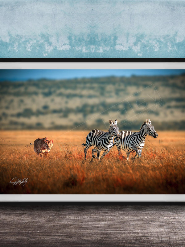 A framed photograph depicting two zebras in a grassy field, with a tiger visible in the background.