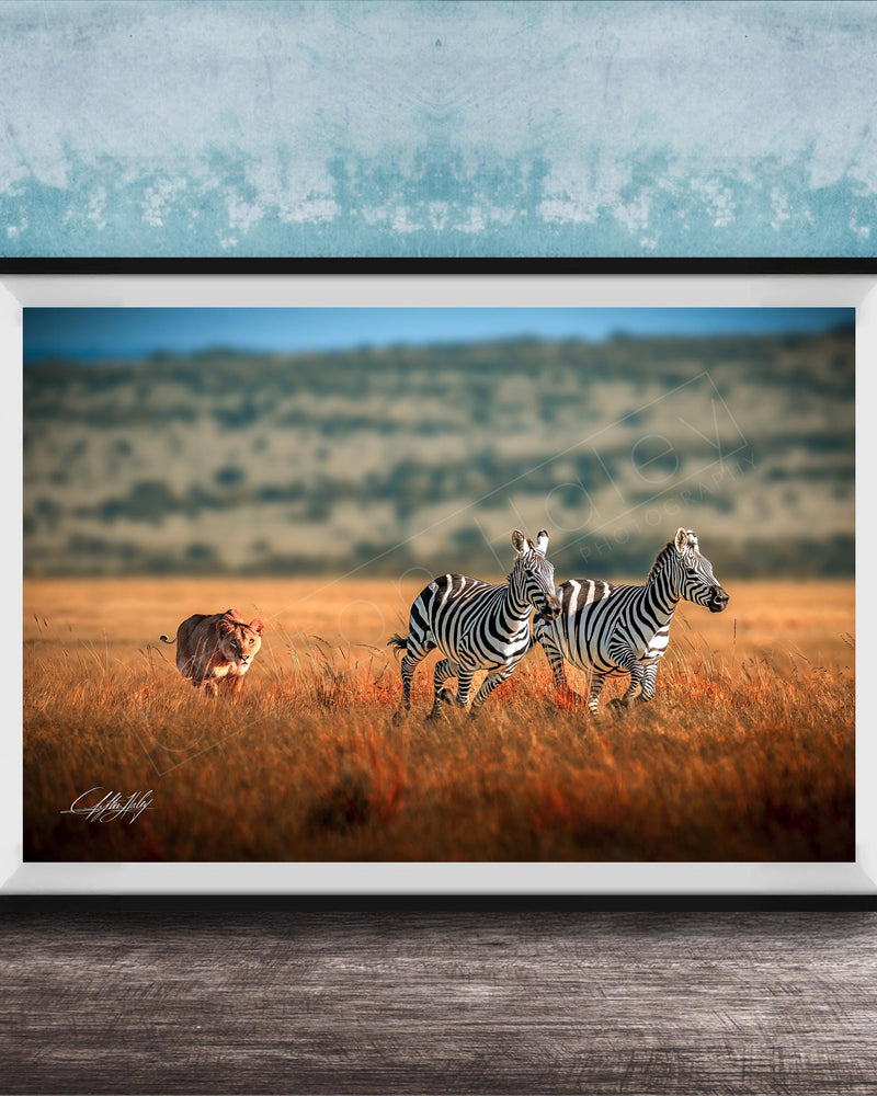 A framed photograph depicting two zebras in a grassy field, with a tiger visible in the background.