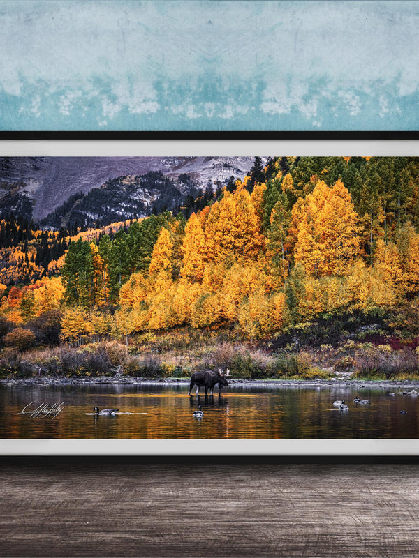 A black moose stands in a body of water surrounded by a vibrant autumn forest, with a blue sky and mountains in the background.