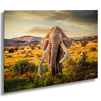 A majestic elephant with large tusks stands in a grassy field, its trunk extended towards the ground.