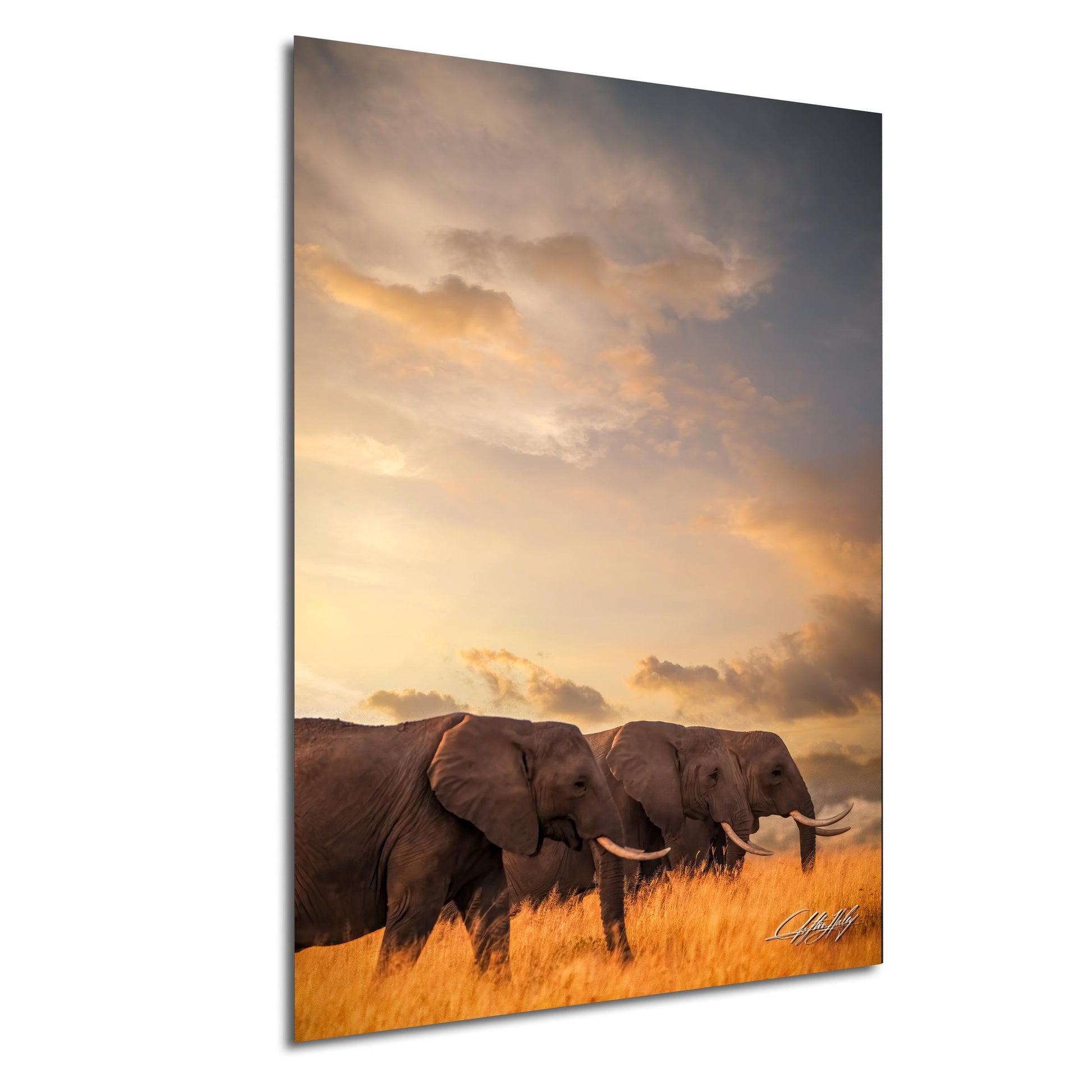 wildlife photography, Amboseli National Park, bull elephants, Kenya safari, African wildlife, Maasai culture, nature photography, elephant conservation, golden hour, African sunrise, safari adventure, nature storytelling, endangered species, elephant herds, wildlife preservation