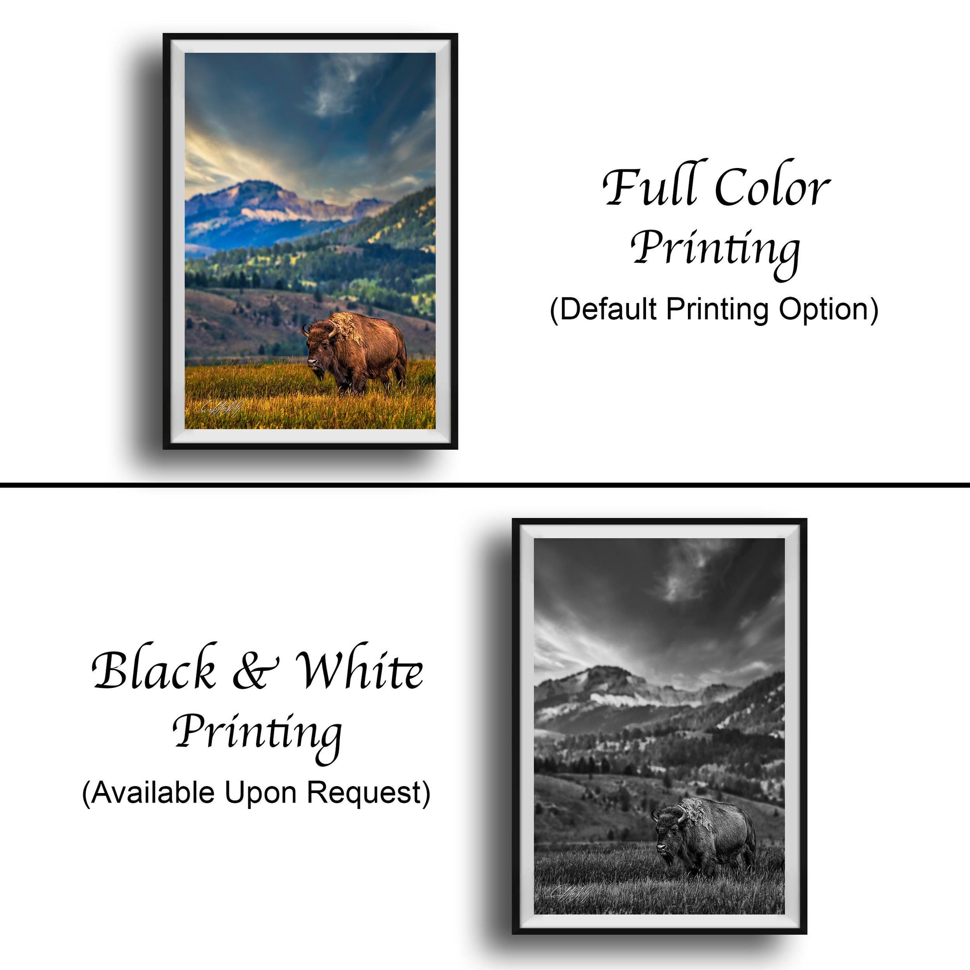 The image is a collage of two framed pictures. The top picture is a full color print of a bison in a field, while the bottom picture is a black and white print of the same bison in a field. Both pictures are framed and available upon request.