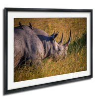 A rhinoceros standing in a grassy field with two birds perched on its back.