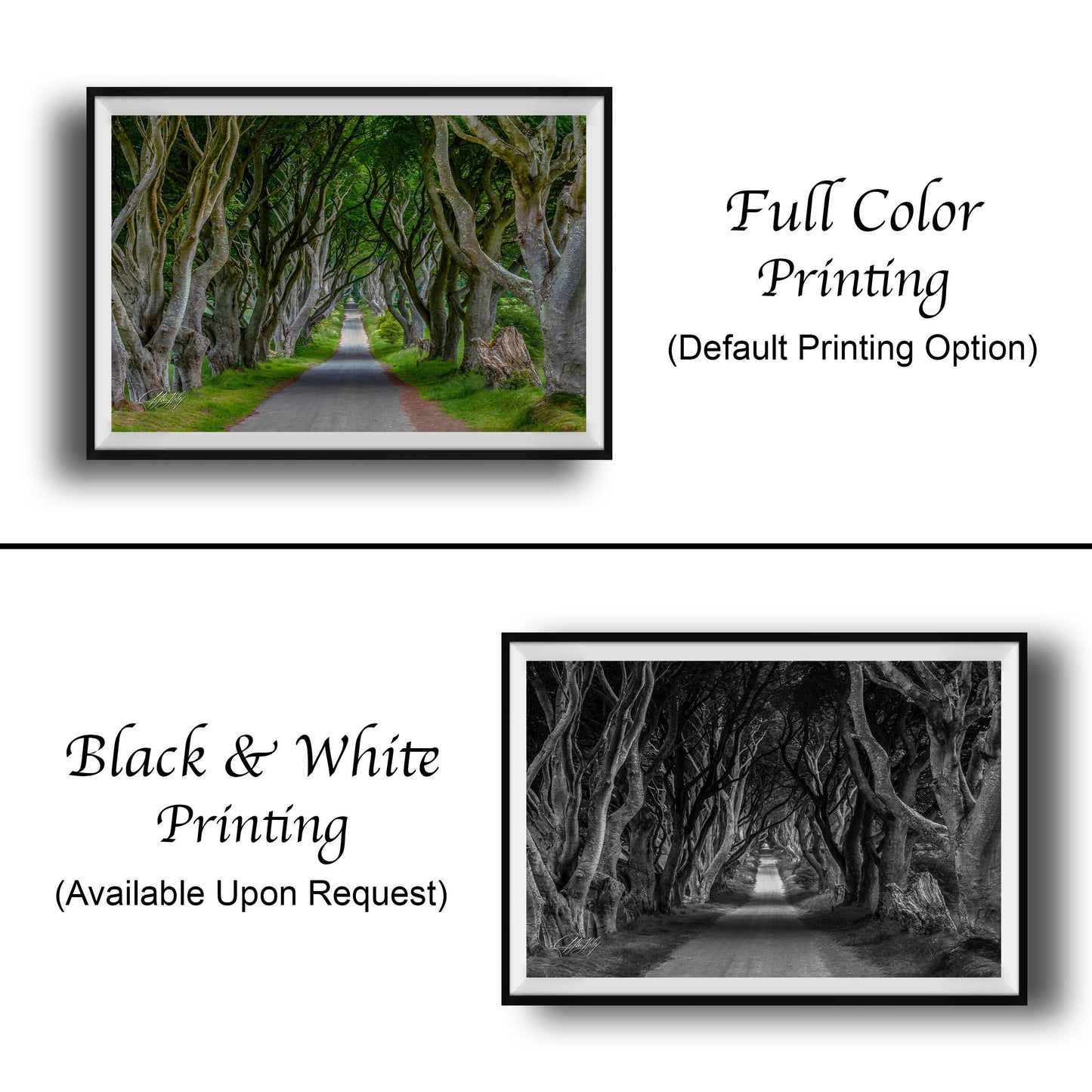 Dark Hedges Northern Ireland - Game of Thrones Location | Kings Road Path Scenic Print