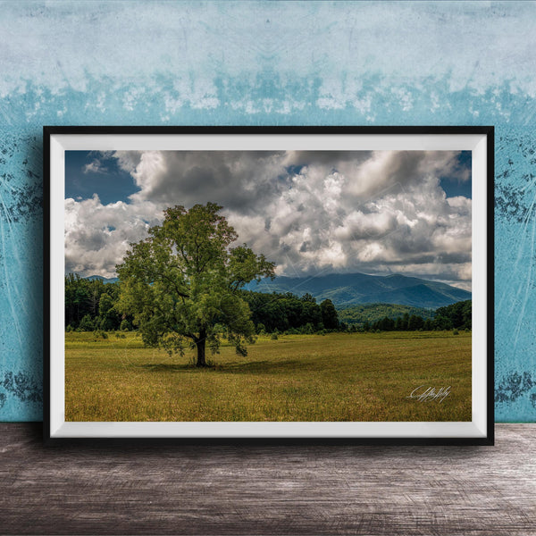 A framed photograph of a large tree in a grassy field, with mountains visible in the background under a cloudy sky.