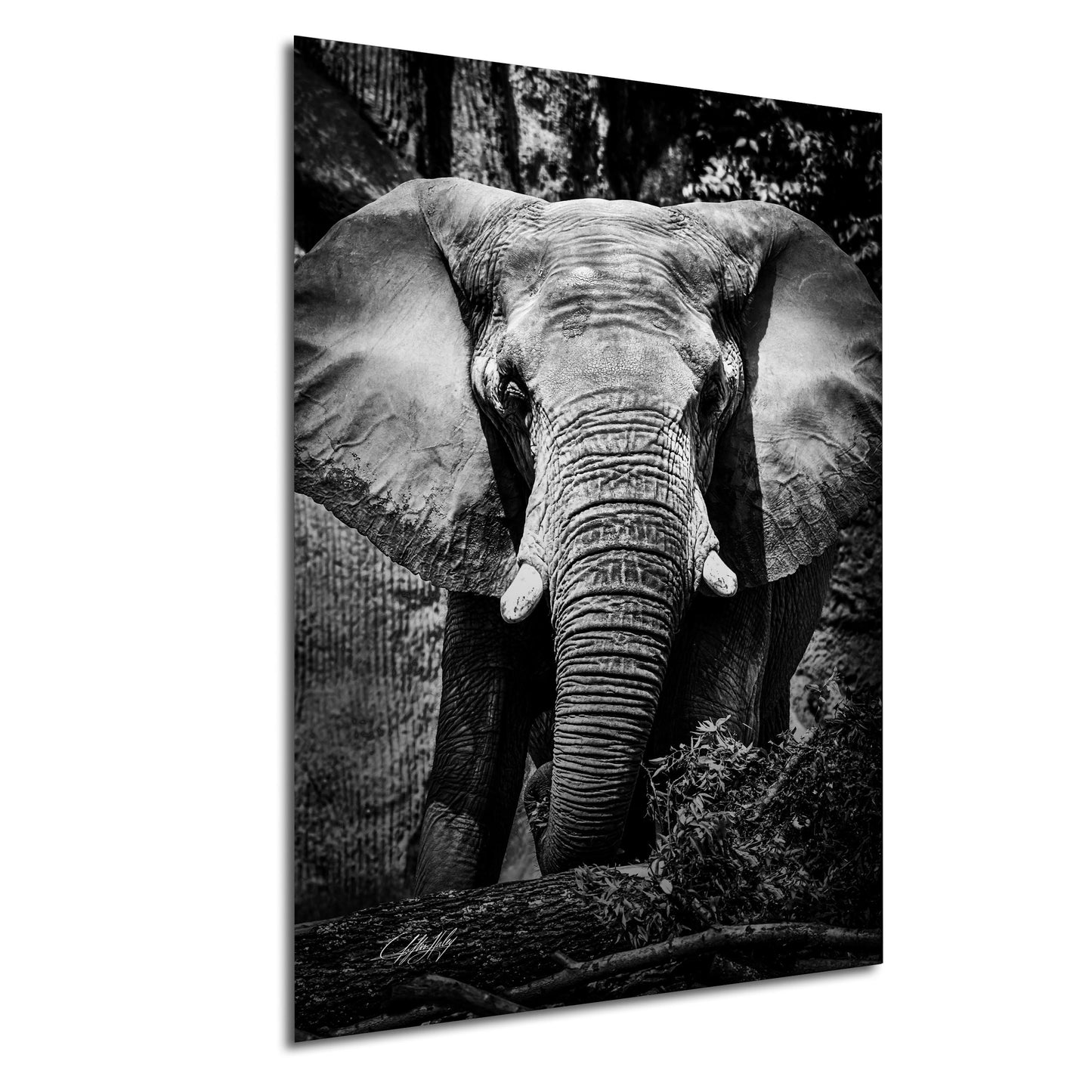 A majestic elephant stands in a natural setting, its large ears and trunk prominently featured in the black and white image.