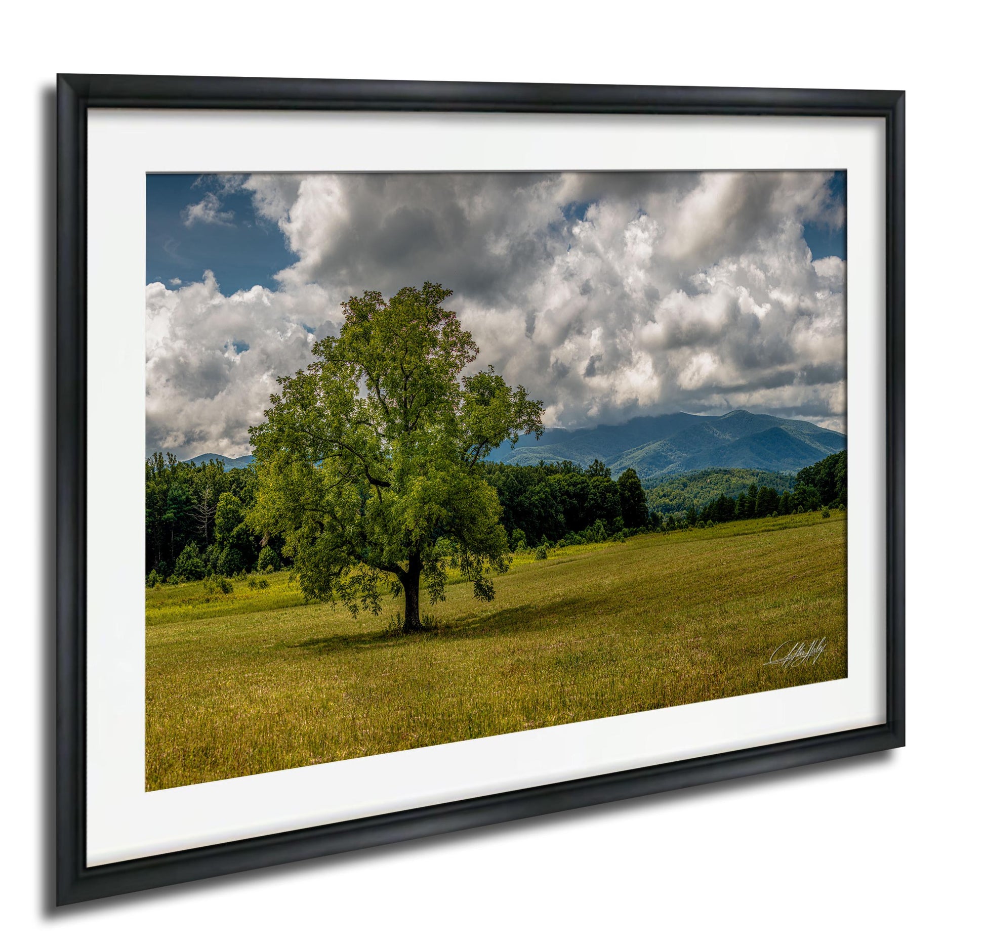 A large, lush green tree stands in a grassy field, with mountains visible in the distance under a cloudy sky.