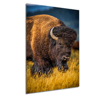 A large brown buffalo with a curved horn stands in a field of tall yellow grass.