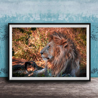 A framed photograph of a majestic lion resting in the grass, its golden mane and intense gaze capturing the viewer's attention.