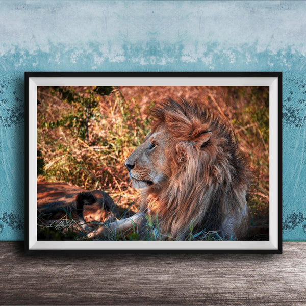 A framed photograph of a majestic lion resting in the grass, its golden mane and intense gaze capturing the viewer's attention.