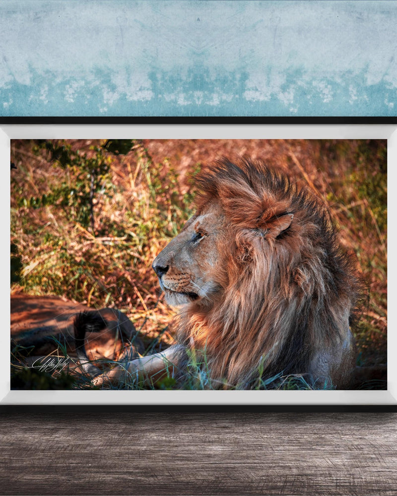 A framed photograph of a majestic lion resting in the grass, its golden mane and intense gaze capturing the viewer's attention.