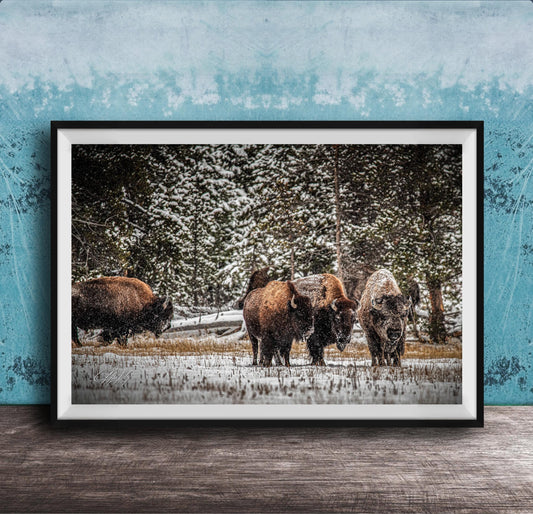 A group of bison standing in a snowy field, surrounded by trees and a blue wall.