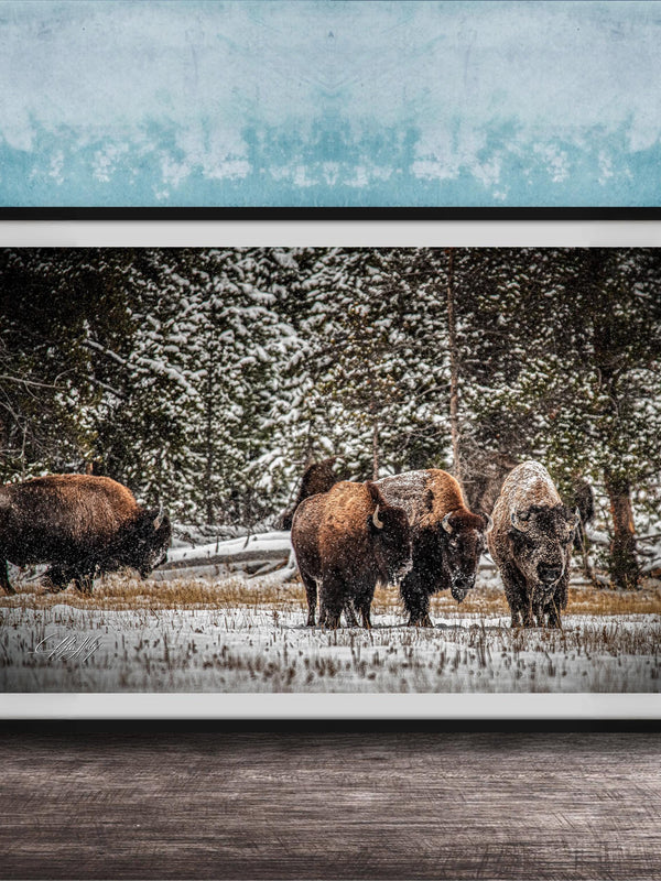 A group of bison standing in a snowy field, surrounded by trees and a blue wall.