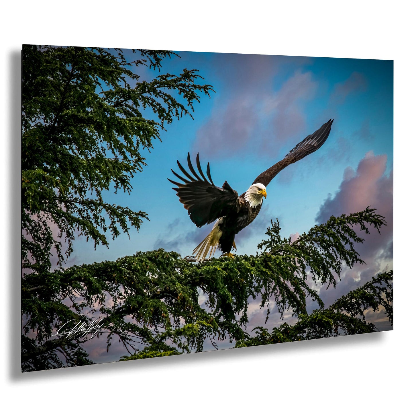 A majestic bald eagle soars through the sky, its wings spread wide as it glides over a tree branch.