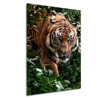 A close-up photograph of a tiger walking through lush green foliage.