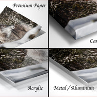 The image is a collage of four photos depicting a wolf in different settings, including a forest and a snowy landscape.