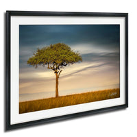 A lone tree stands in a vast field, its branches reaching out against a backdrop of a cloudy sky.