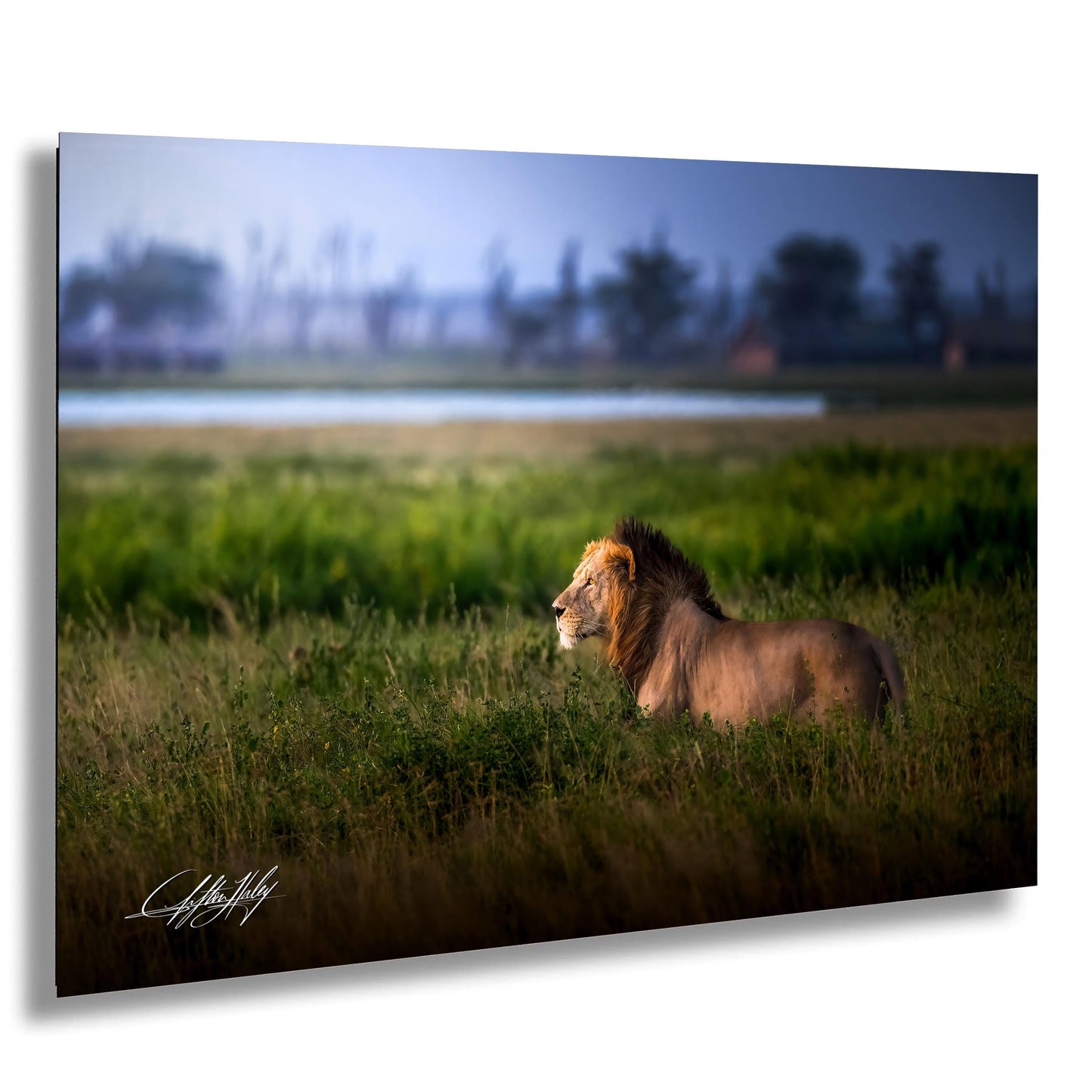 Lion Wildlife Wall Art - Maasai Mara Safari Boho Animal Print Decor