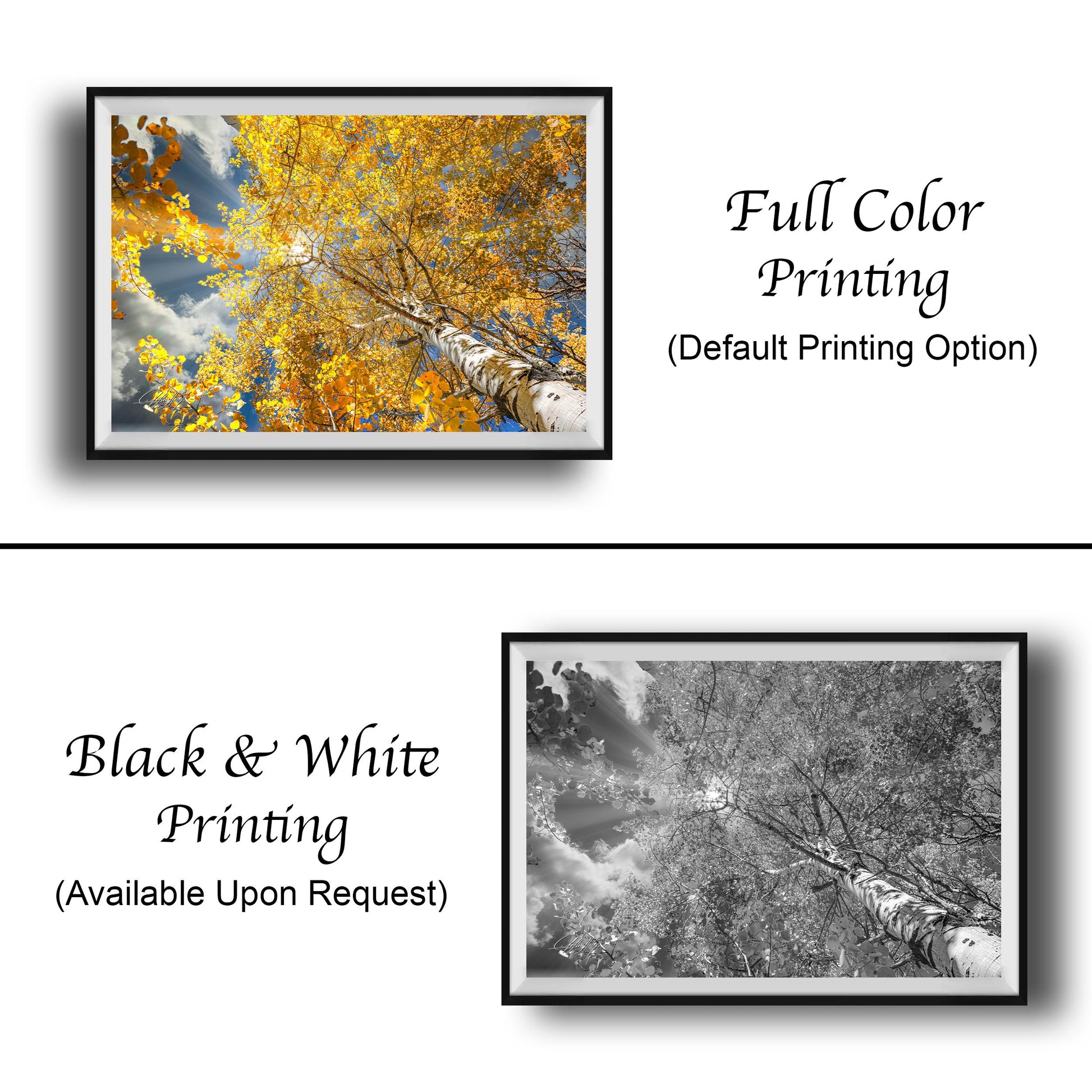 The image is a collage of two framed pictures. The top picture is a full color print of a tree with yellow leaves, while the bottom picture is a black and white print of the same tree. Both pictures are framed and available upon request.
