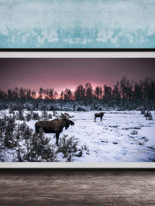 A framed photograph depicting two moose standing in a snowy field with a forest in the background, under a pink and purple sky.