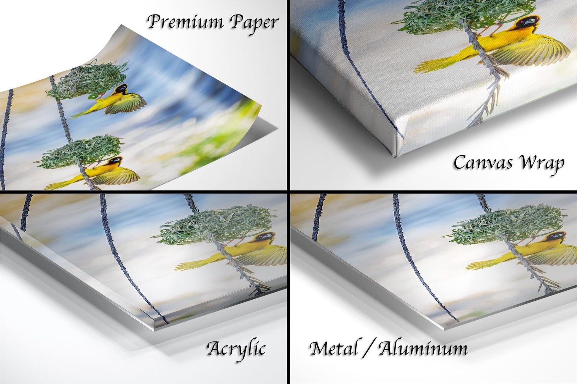 The image is a collage of four different views of a bird perched on a branch, with each view presented in a different medium: premium paper, canvas wrap, acrylic, and metal/aluminum.