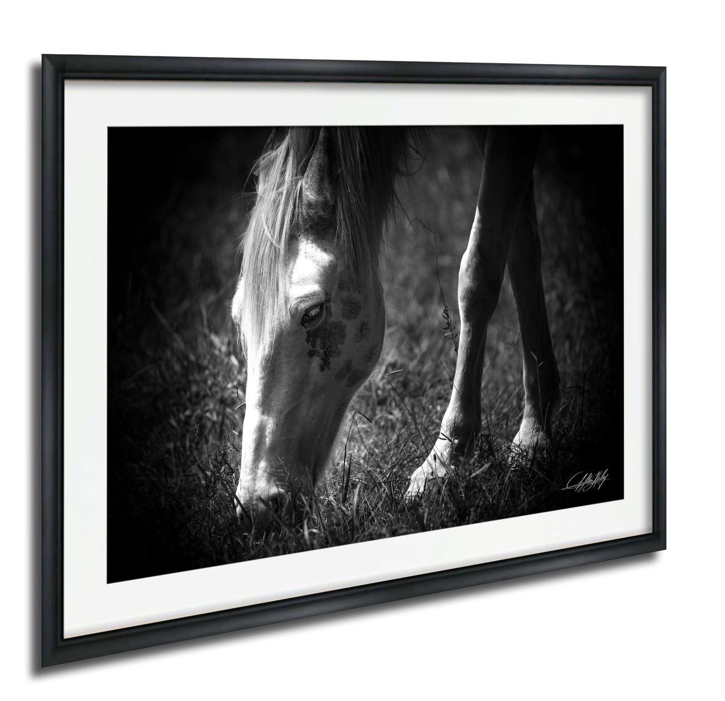 A black and white photograph of a horse grazing in a field.