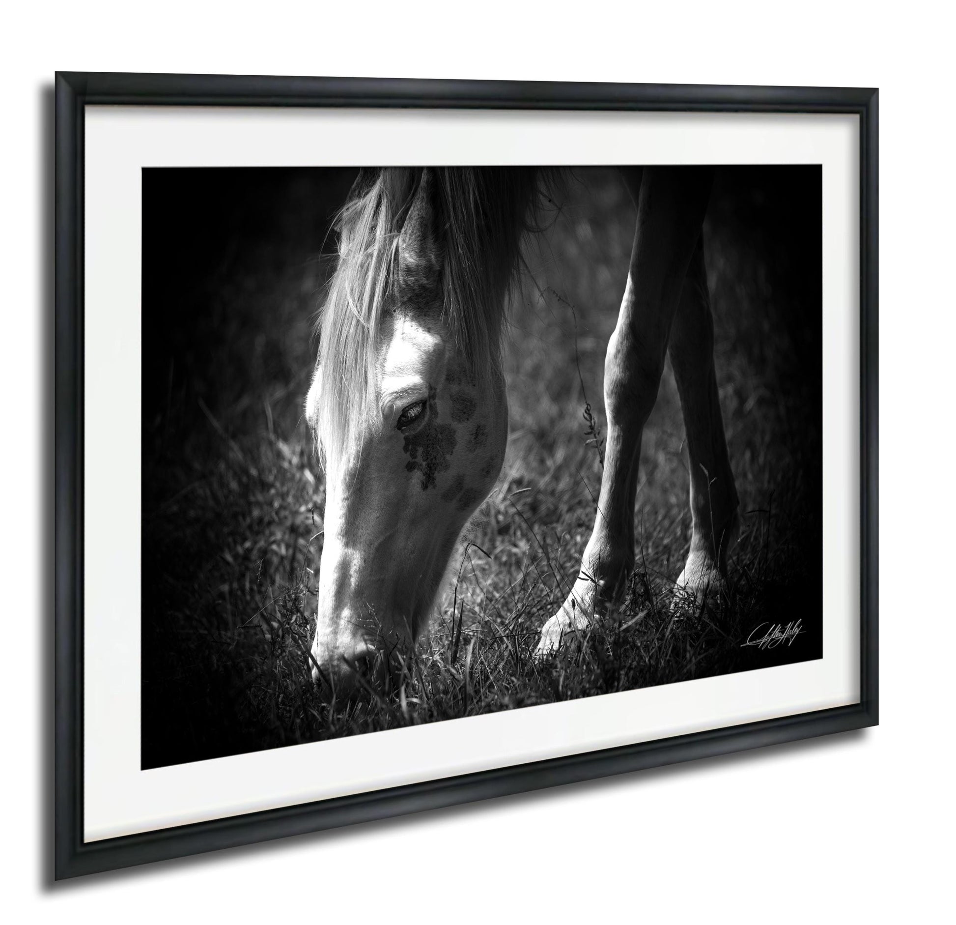 A black and white photograph of a horse grazing in a field.