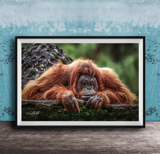 A large, reddish-brown orangutan resting on a mossy tree branch, with a blue wall in the background.