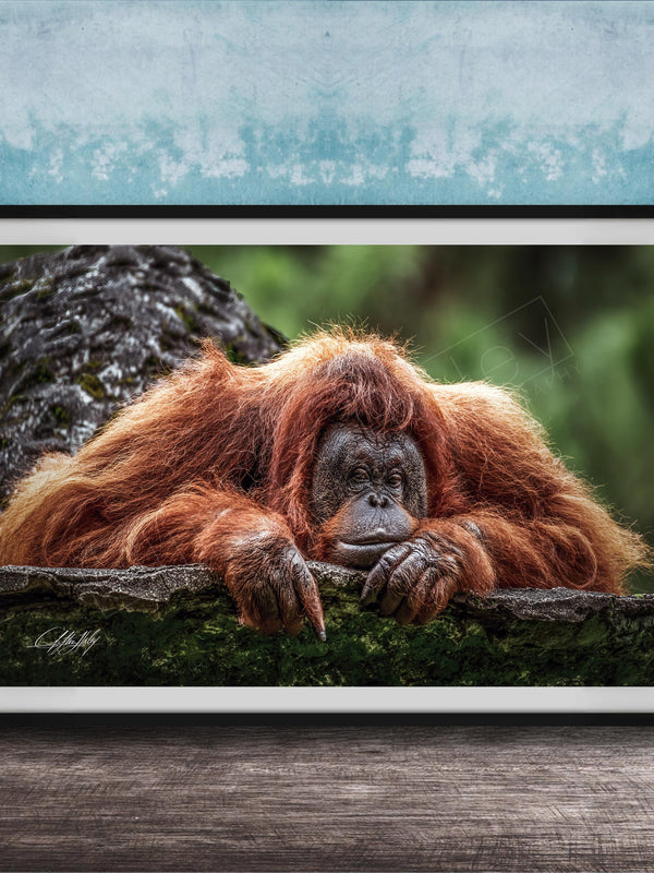 A large, reddish-brown orangutan resting on a mossy tree branch, with a blue wall in the background.