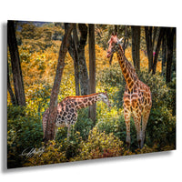 A mother giraffe and her calf standing in a lush, green forest with trees and foliage surrounding them.