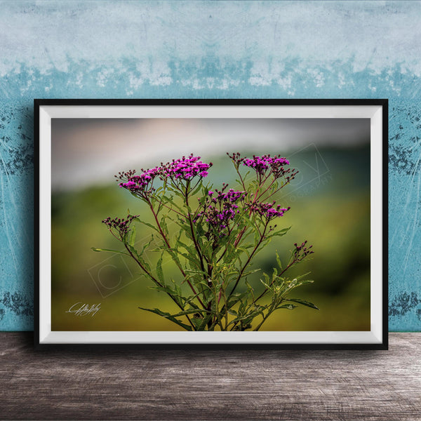 A framed photograph of a cluster of purple flowers against a blurred green background.