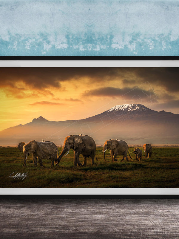 A group of elephants grazing in a grassy field with a majestic mountain range in the background, set against a dramatic sky with orange and yellow hues.