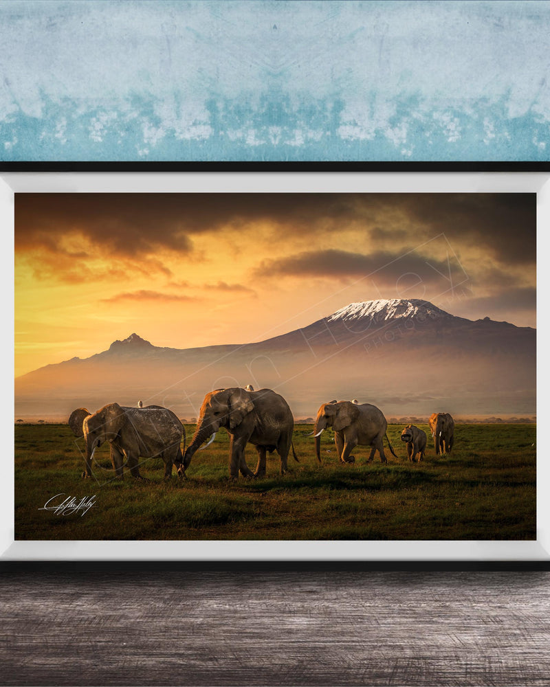 A group of elephants grazing in a grassy field with a majestic mountain range in the background, set against a dramatic sky with orange and yellow hues.