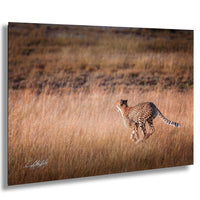 cheetah running, Amboseli National Park, wildlife safari, African sunrise, nature photography, Maasai culture, big cats, predator speed, Kenya wilderness, safari adventure