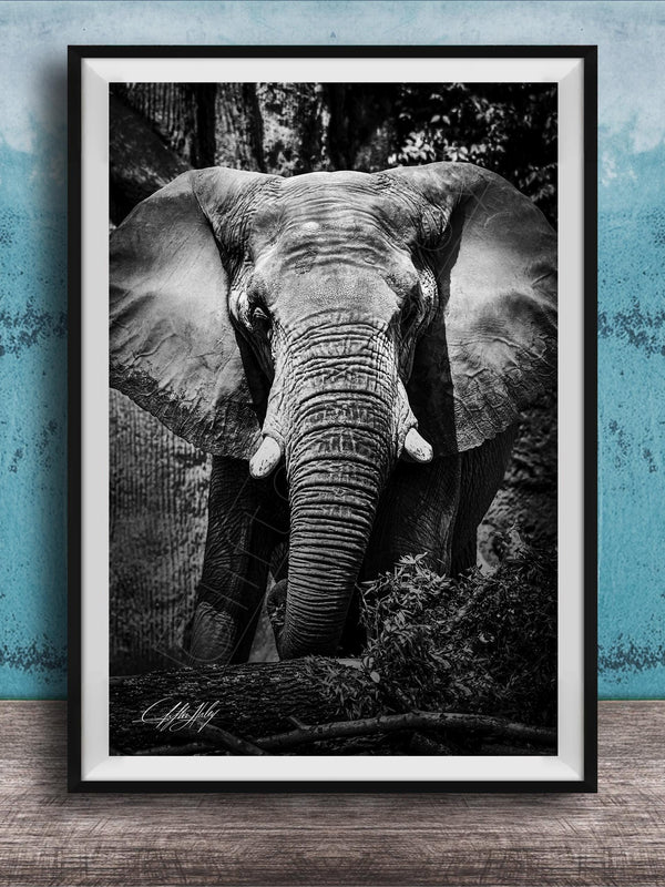 A black and white photograph of an elephant standing in front of a tree, with its large ears and trunk prominently featured.