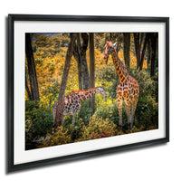 A framed photograph of two giraffes in a lush, green forest with trees and foliage.