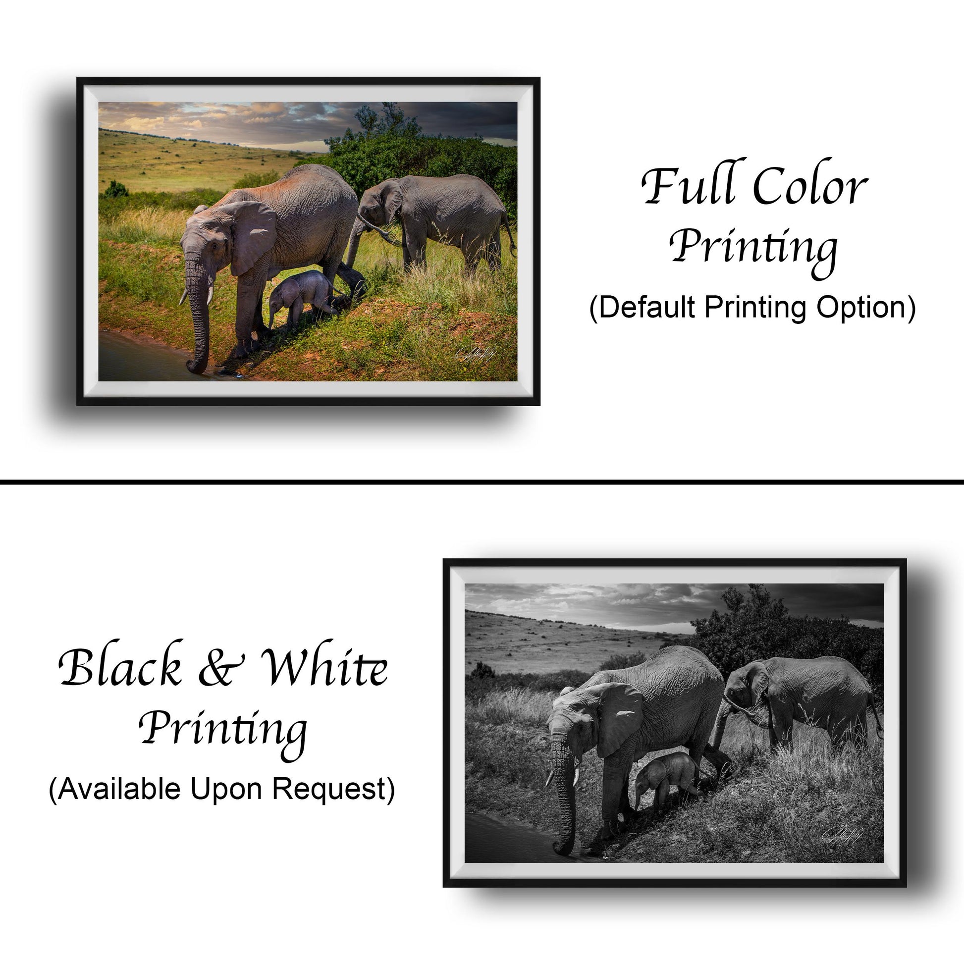 The image is a collage of two framed photographs depicting elephants in their natural habitat. The first photograph is a full color print, while the second photograph is a black and white print. Both images show a family of elephants, including a baby elephant, walking through a grassy field. The text below the images indicates that the full color printing is available upon request, and the black and white print is not.