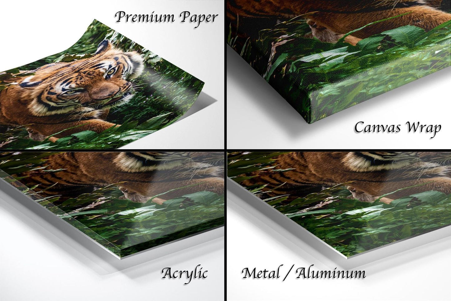 The image is a collage of four photographs depicting a tiger in various natural settings, including a forest and a grassy area.