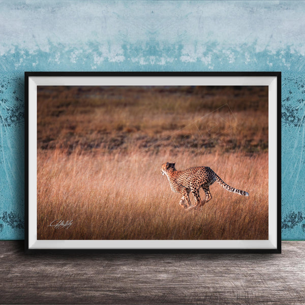 A cheetah is captured in mid-stride, running through a field of tall grass.