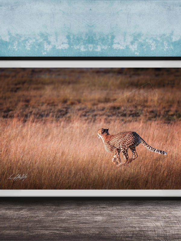 A cheetah is captured in mid-stride, running through a field of tall grass.