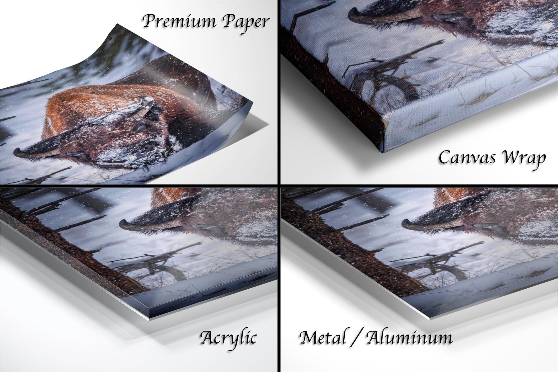 The image is a collage of four photographs depicting a fox in various settings, including a snowy landscape, a forest, and a snowy field.