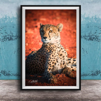 A cheetah resting on a red surface, with a blue wall in the background.