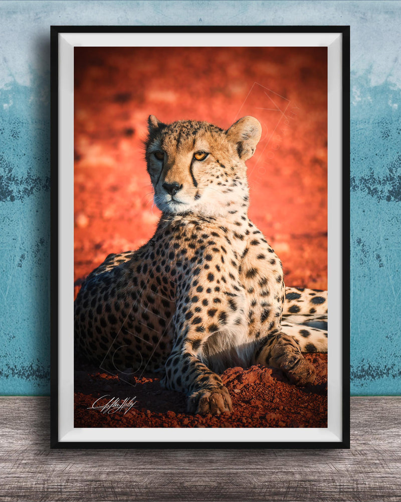 A cheetah resting on a red surface, with a blue wall in the background.